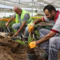 ÜRETKEN BELEDİYECİLİK ANLAYIŞIYLA 250 BİN MEVSİMLİK ÇİÇEK ÜRETİLDİ